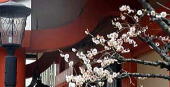 博多塀 櫛田神社稲荷社の梅